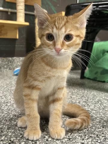 Tigger - Domestic Short Hair