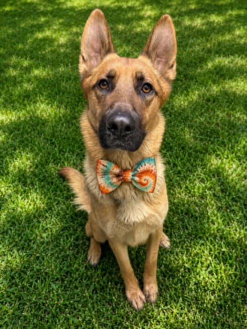Harbor - German Shepherd Dog