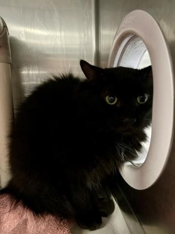 Unknown - Domestic Medium Hair