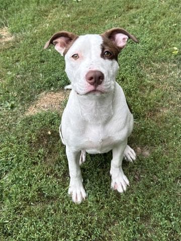 Olive - Pit Bull Terrier