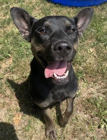 Sydney - Australian Cattle Dog/Blue Heeler