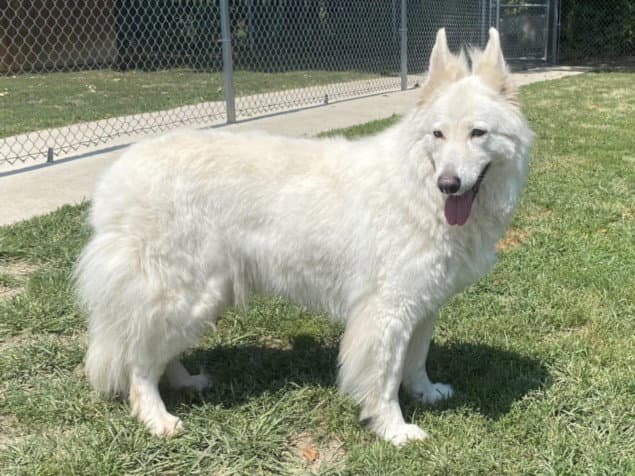 Nike - German Shepherd Dog