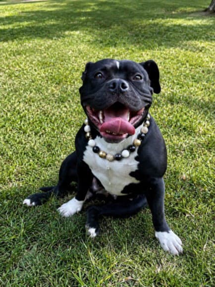 Dumpling - Pit Bull Terrier