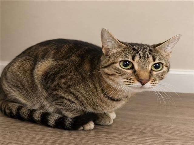 Athena - Domestic Short Hair