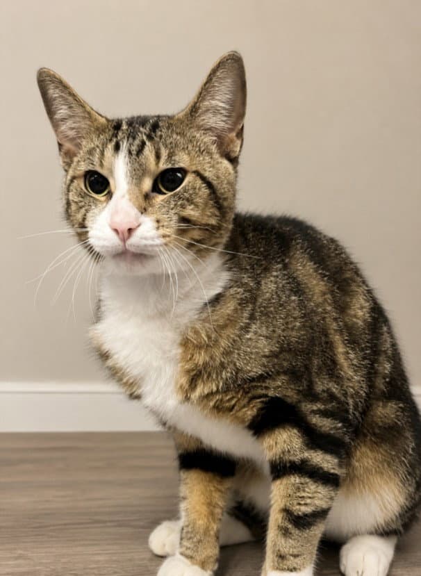 Mopar - Domestic Short Hair