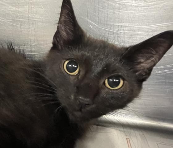 Outlaw - Domestic Short Hair