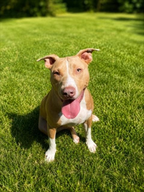 Jax - Pit Bull Terrier