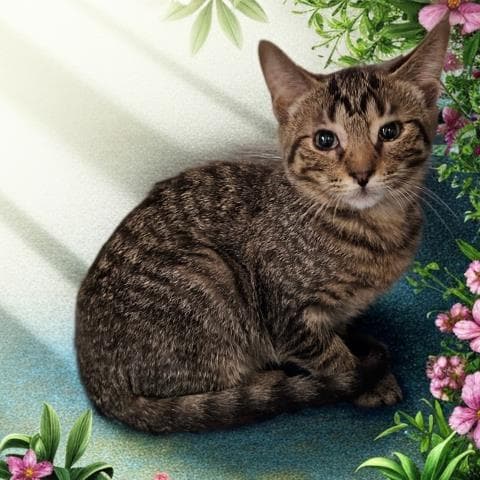 Minnow - Domestic Short Hair