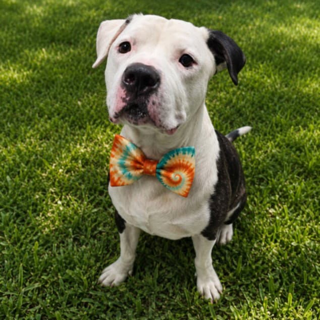 Brock - American Bulldog