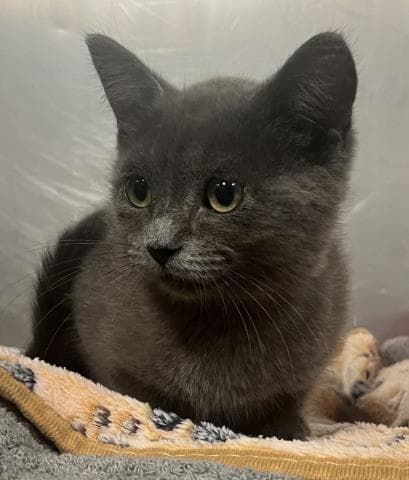 Twinkle - Domestic Short Hair