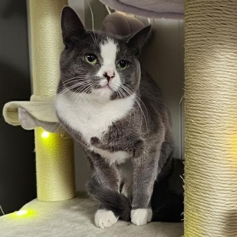 Mojo - Domestic Short Hair