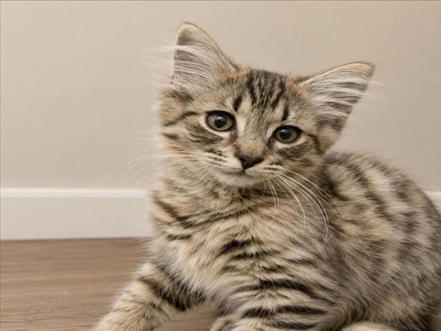 Groovy - Domestic Medium Hair