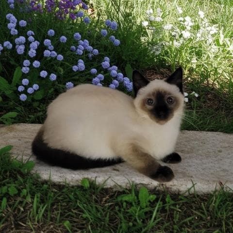 Donna - Siamese