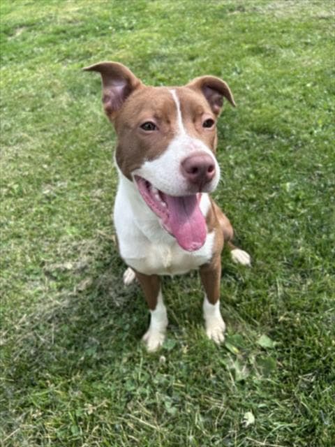 Poppy - Pit Bull Terrier