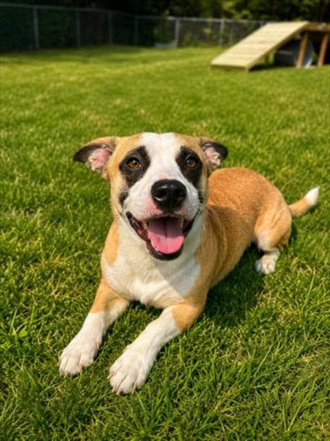Dunder - Cardigan Welsh Corgi