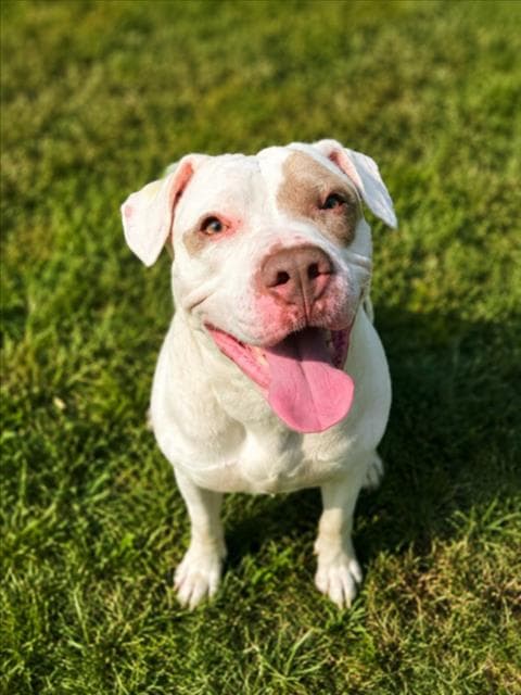 Holliwolf - Pit Bull Terrier