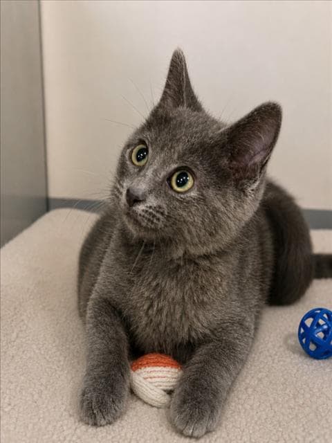 Scoop - Domestic Short Hair
