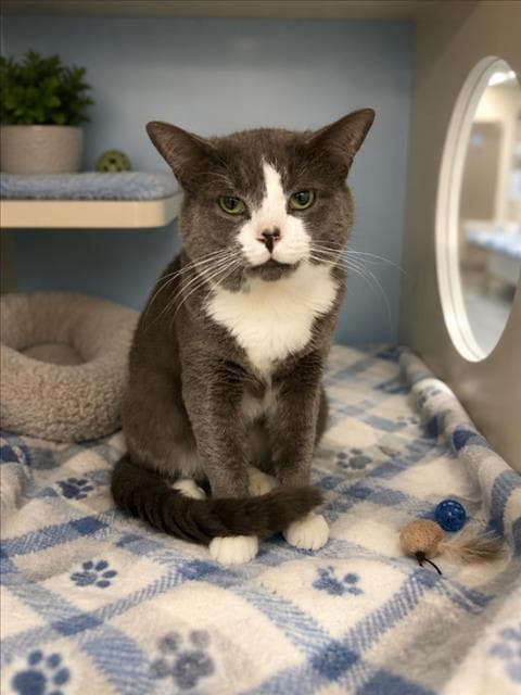 Bobo - Domestic Short Hair