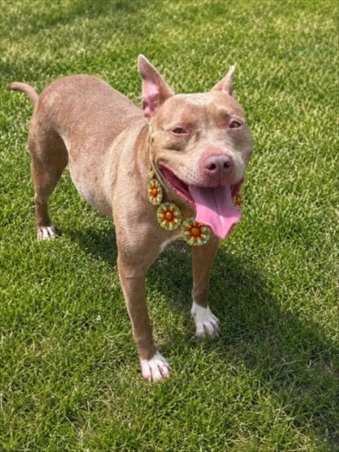 Blondie - Pit Bull Terrier