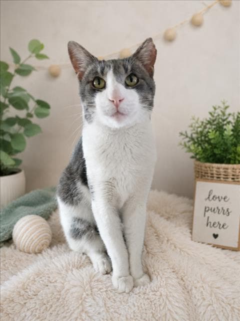 Leo - Domestic Short Hair