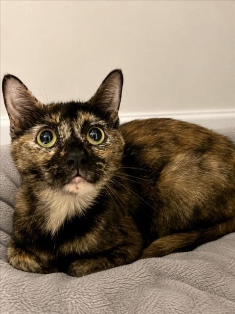 June - Domestic Short Hair