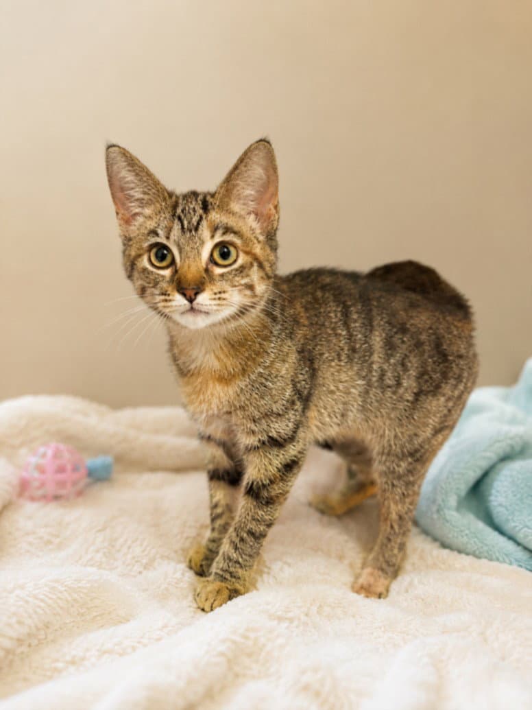 Ruby - Domestic Short Hair
