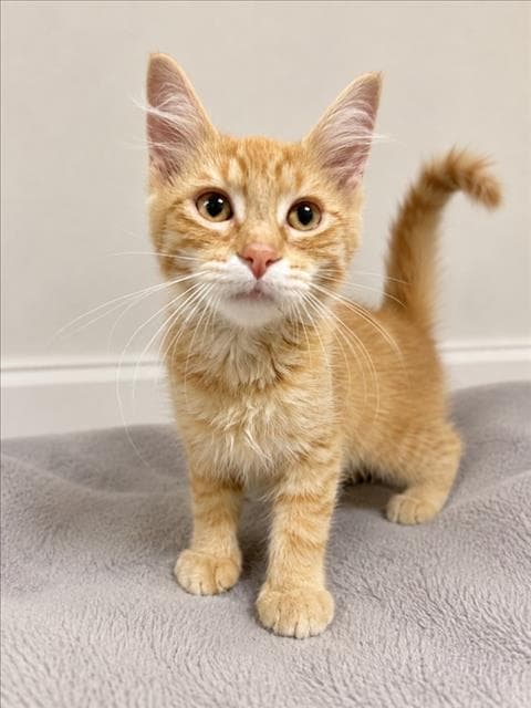 Simon - Domestic Short Hair