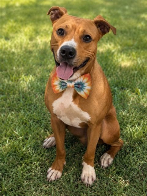 Disco - Pit Bull Terrier