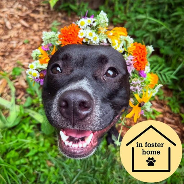 Bobbie - Pit Bull Terrier