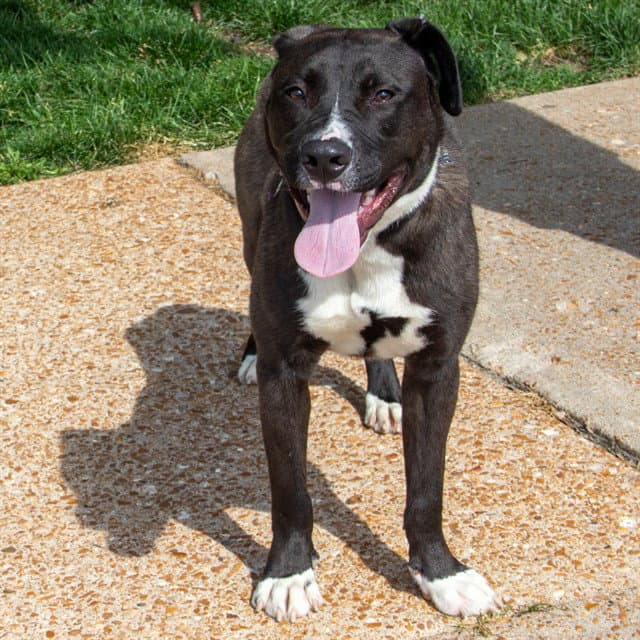 Zeus - Labrador Retriever