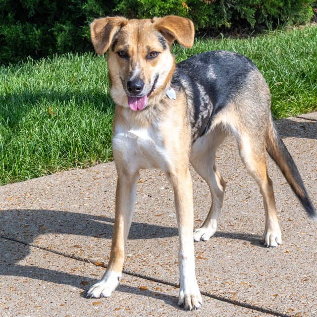 Ramona - German Shepherd Dog