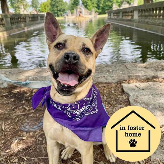 Joanna - Pit Bull Terrier