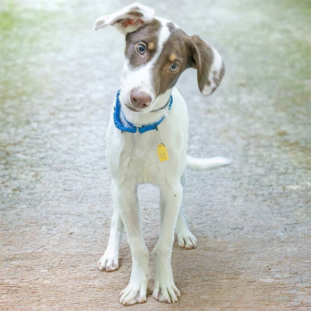 Walnut - Labrador Retriever