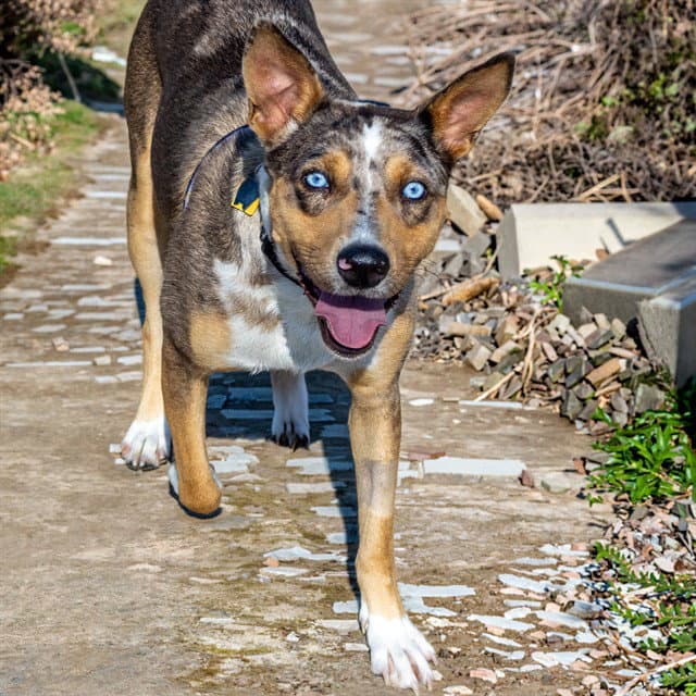 Winona - Australian Cattle Dog/Blue Heeler