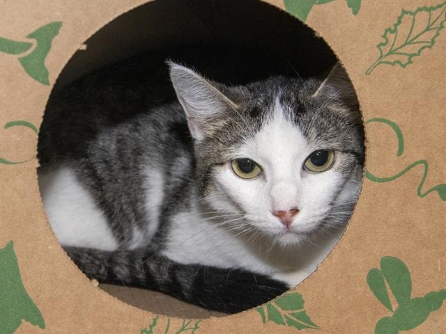 Comet - Domestic Short Hair