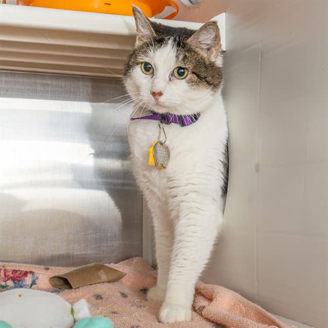 Comet - Domestic Short Hair