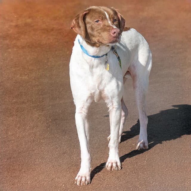 Walker - Pointer
