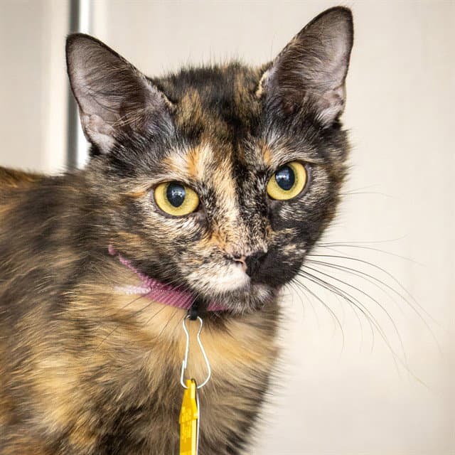 Hestia - Domestic Short Hair