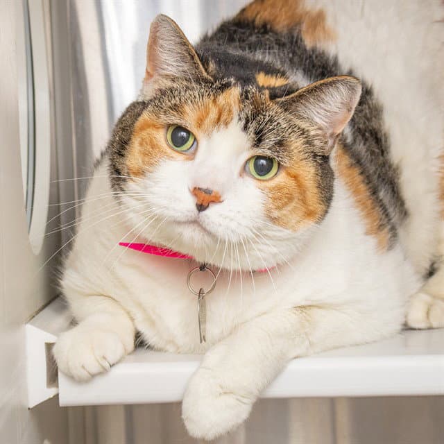 Aurora - Domestic Short Hair
