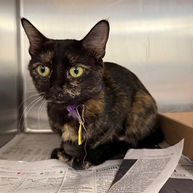 Stella - Domestic Short Hair