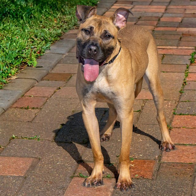 Max - Black Mouth Cur