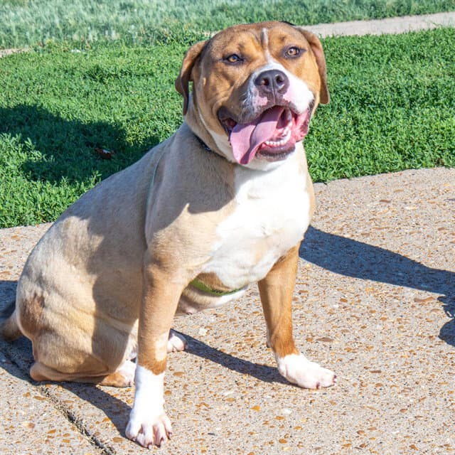 Whoopi - Pit Bull Terrier