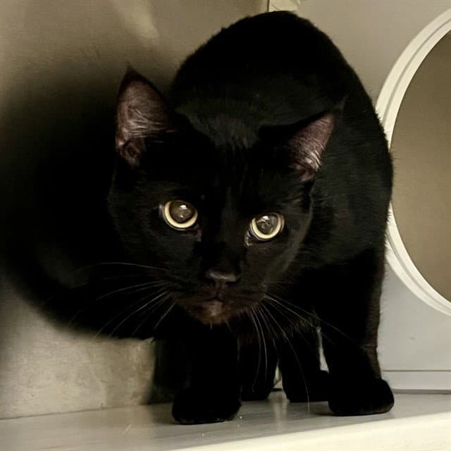 Mushroom - Domestic Short Hair