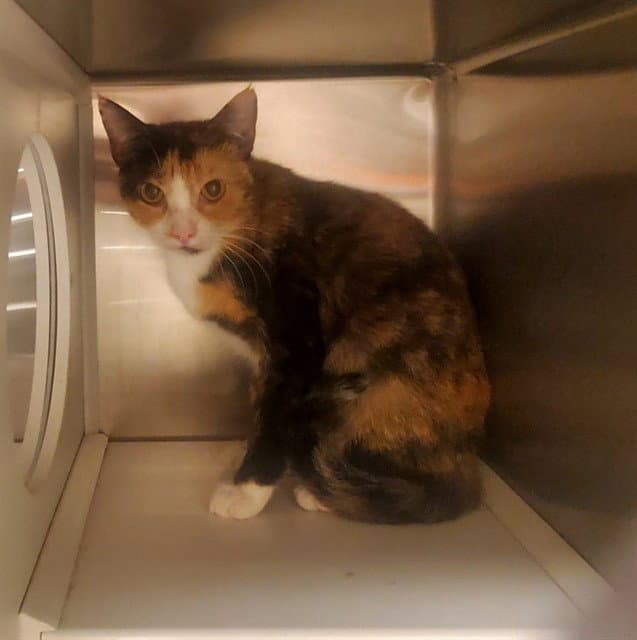 Biscut - Domestic Short Hair