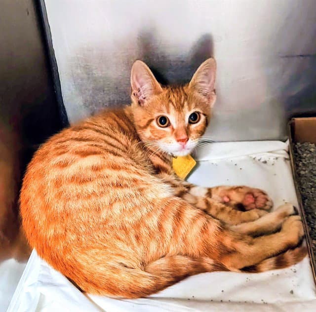 Robert - Domestic Short Hair