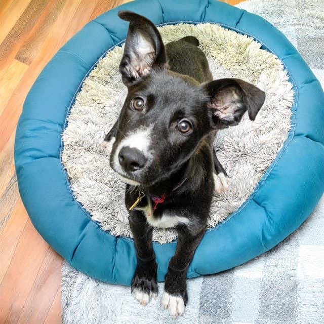 Cammy - Labrador Retriever