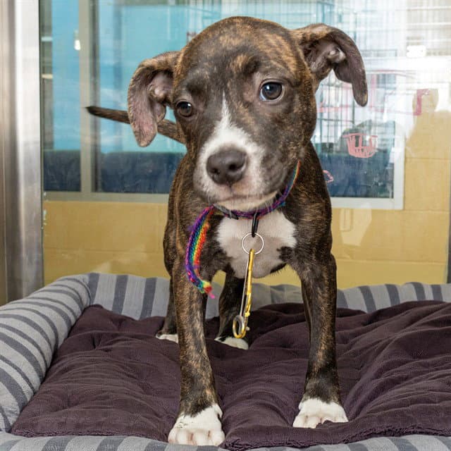 Artie - Pit Bull Terrier