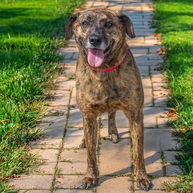 Bella - Black Mouth Cur