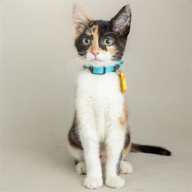 Splash - Domestic Short Hair