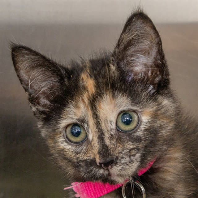 Jill - Domestic Short Hair